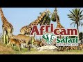 Tour Parque Africam Safari en Puebla