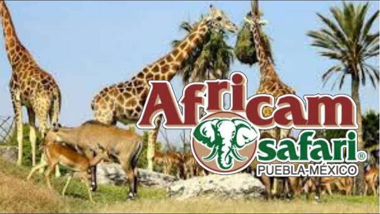 Tour Parque Africam Safari en Puebla - YouTube
