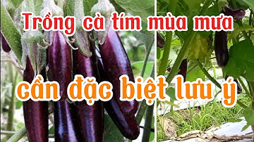 Trồng và chăm sóc cây cà tím mùa mưa lũ cần đặc biệt lưu ý, trồng cà tím làm giàu