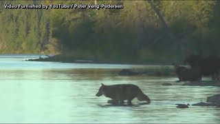 Experts: Public should not worry about potential increase in gray wolf population in Lower Peninsula