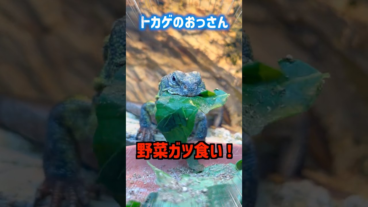 Lizard Dude Devouring Vegetables! - YouTube