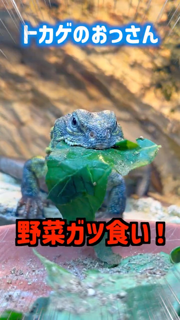 トカゲのおっさん専用 Lizard Dude Devouring Vegetables! - YouTube