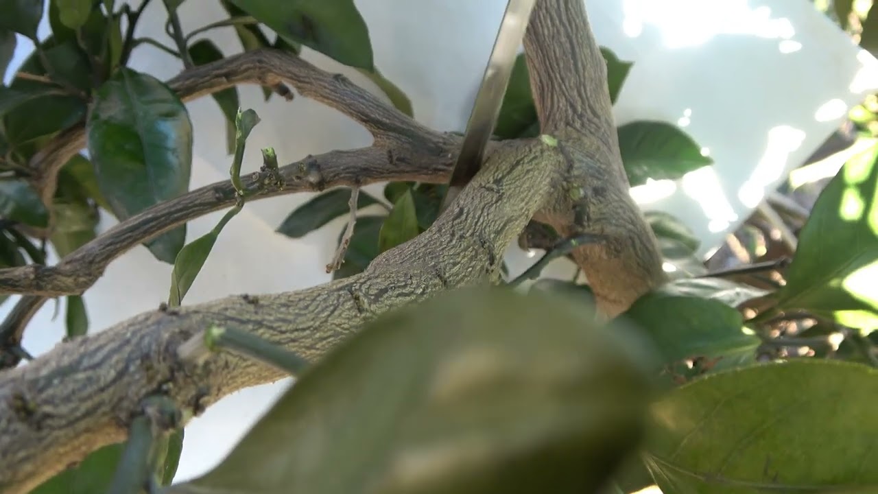 ゆら若木の剪定、徹底解説！