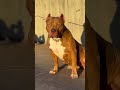 The Definition of Power 🦁 #americanbully #musculardog #bullyxl ##dailyshorts