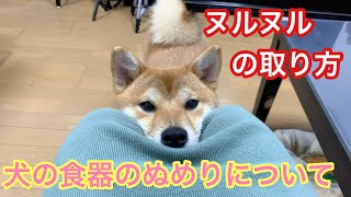 柴犬ルル　犬の食器のぬめりについて　猫も同様　ヌルヌルの取り方　How to remove the slime of tableware for dogs and cats＃244