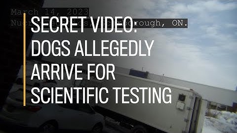 Secret Video: Dogs allegedly arrive for scientific testing