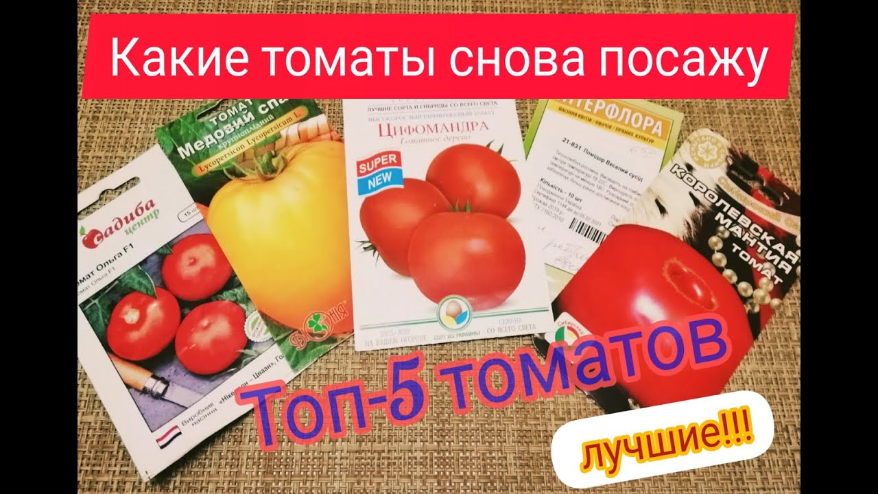 Томат Цифомандра Отзывы Фото Урожайность Характеристика