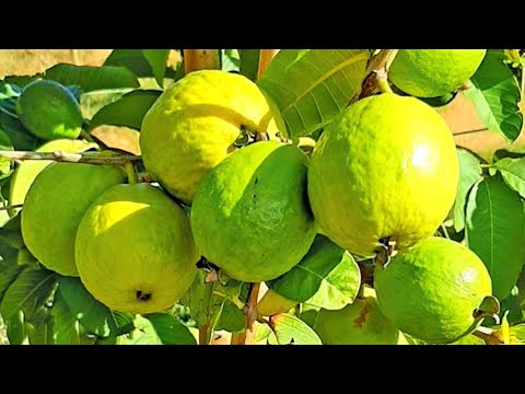 Videó: Miért nem terem a guavafám: Hogyan lehet a guavafákat megtermékenyíteni