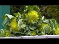 Terroir  le chou romanesco lautre prince de bretagne