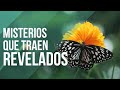 Mensajes ESPIRITUALES de las MARIPOSAS 🦋✨ ¡Has RECIBIDO una HERMOSA SEÑAL!