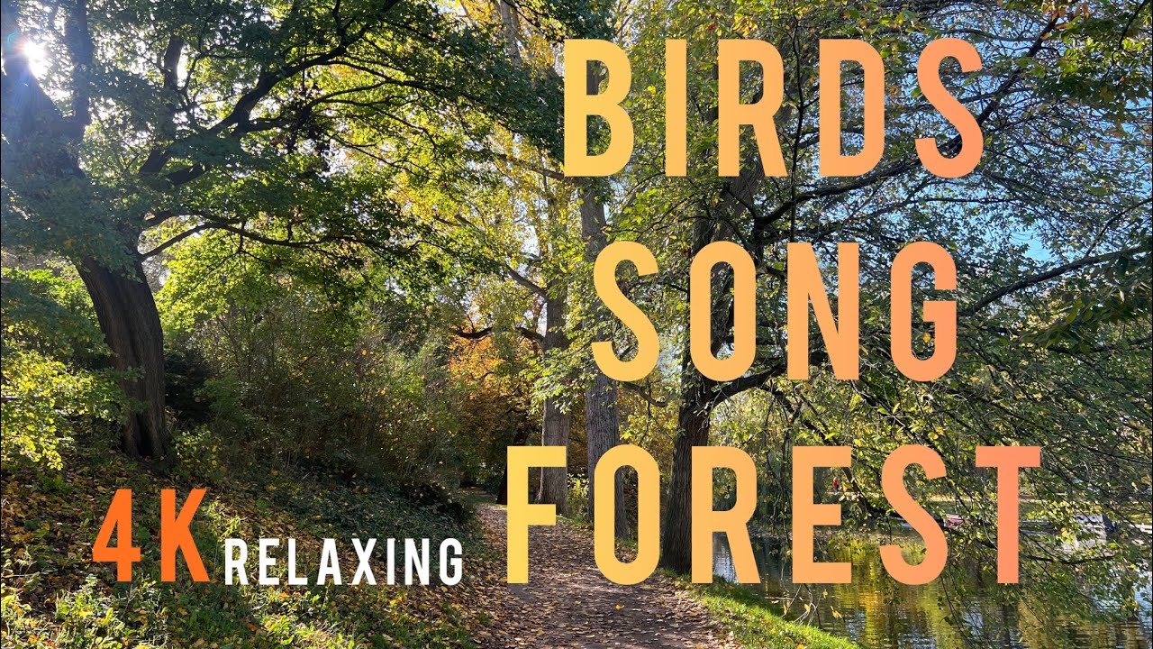 Birds songs - Relaxing Nature Songs - The soothing sound of birds in ...