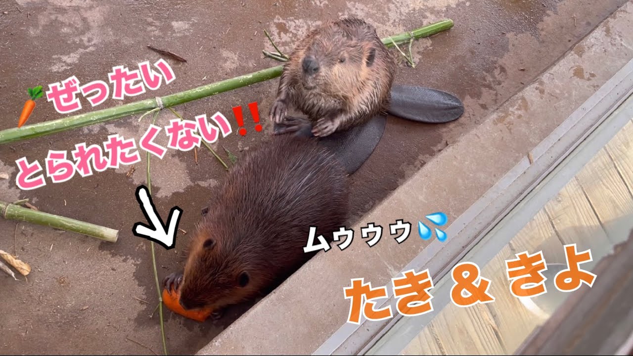 大きなニンジンを死守する子ビーバーの「ムームー抗議」が可愛すぎた…！Too Cute! A Baby Beaver’s “Muu-Muu” Protest Over a Big Carrot