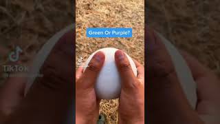 Green or Mellstroy? #shortvideo #memes #chipichipichapachapa #мемы #мем #cowboys #юмор #recommended