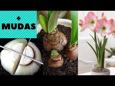 Vídeo: Dividindo Amarílis ao ar livre - Quando dividir plantas de Amarílis no jardim