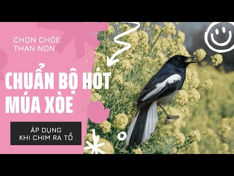 #1 Chọn chòe than non bộ hót múa xòe/ Cách chọn chòe than bộ hót múa xòe khi còn nằm tổ Mới Nhất