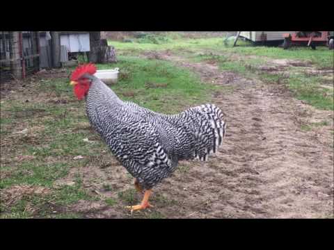 Video: Gallo Simbolo Dell'anno