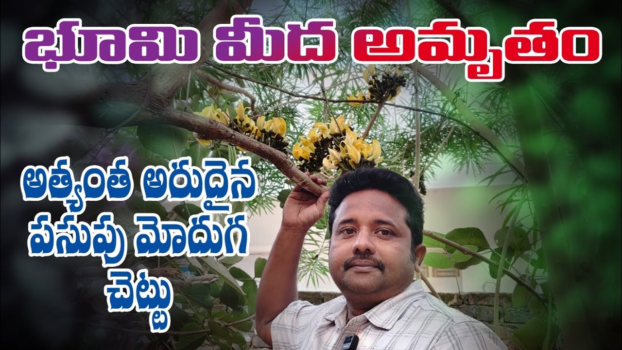 భూమి మీద అమృతం... అత్యంత అరుదయిన పసుపు మోదుగ చెట్టు... 