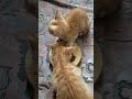 محركات Kitten الجيلي Cat لايك اشتراك بالقناه ليصلك كل جديد قطط البخل اكسبلور التغطيه 