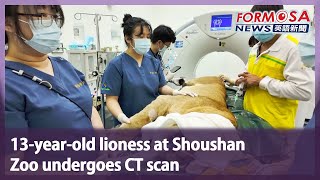 13-year-old lioness at Shoushan Zoo undergoes CT scan Taiwan News