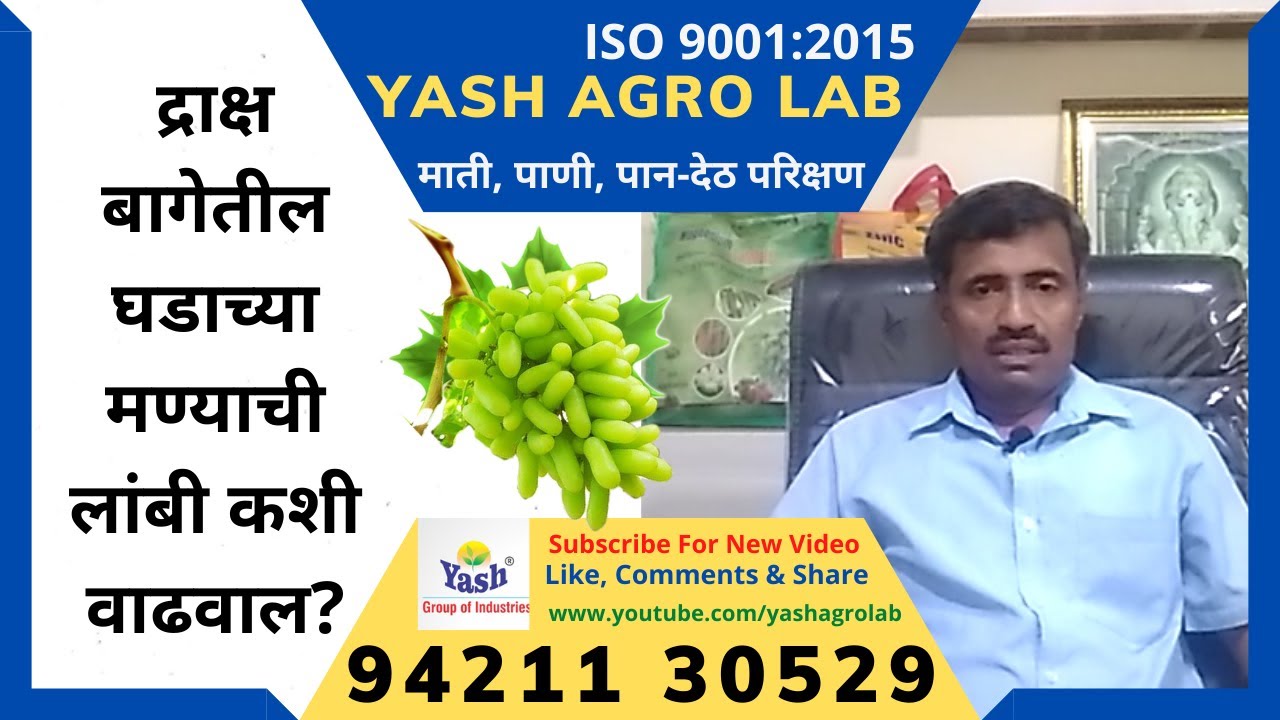 द्राक्ष बागेतील घडाच्या मण्याची लांबी कशी वाढवाल-how increase length of a bunch of beads in vineyard