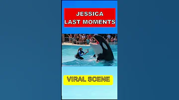 Jessica S Final Moments With The Orca The Shocking Truth Behind The Tragedy 