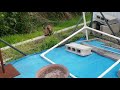 障害子猫の闘病日記⑦ ~お外の猫達の様子🐈💓~