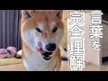 おそらく日本で1番言葉が通じると言っても過言ではない柴犬