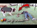 ردة فعل جاك لما اكلت لحم مسموم قدامه 💔