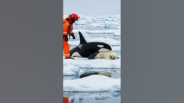 Killer whales are hunting polar bears, and a rescue team saves the day! #animals #polarbear #rescue