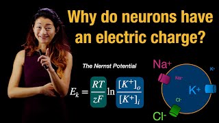 Why do neurons have an electric charge? | Nernst Potential | Resting Potential of Neurons