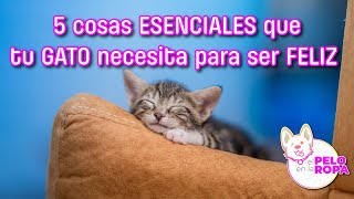 5 cosas esenciales que tu GATO  necesita para ser FELIZ