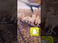 مراح ابو عمر تابعونا على السناب 