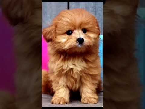 Video: Pup's Tasma Saldırısını Tetiklemek İçin Yürüyüşte Olan Tek Şey Var