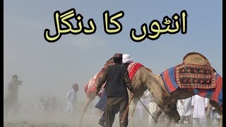 Camel Dangel 2023 Kot Addu Zaberdast Mahol