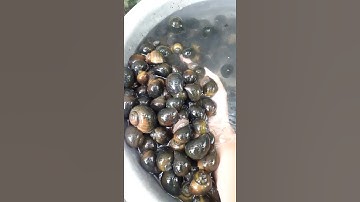 Nuôi ốc bươu đen trong vèo 4 tháng và cái kết bất ngờ