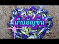 เก็บ#อัญชัน#ยามเช้า