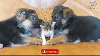 The Tiniest Cat I've Ever Seen | Most Adorable Kitty meets German shepherd puppies