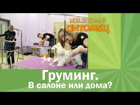 Корм для собак и кошек