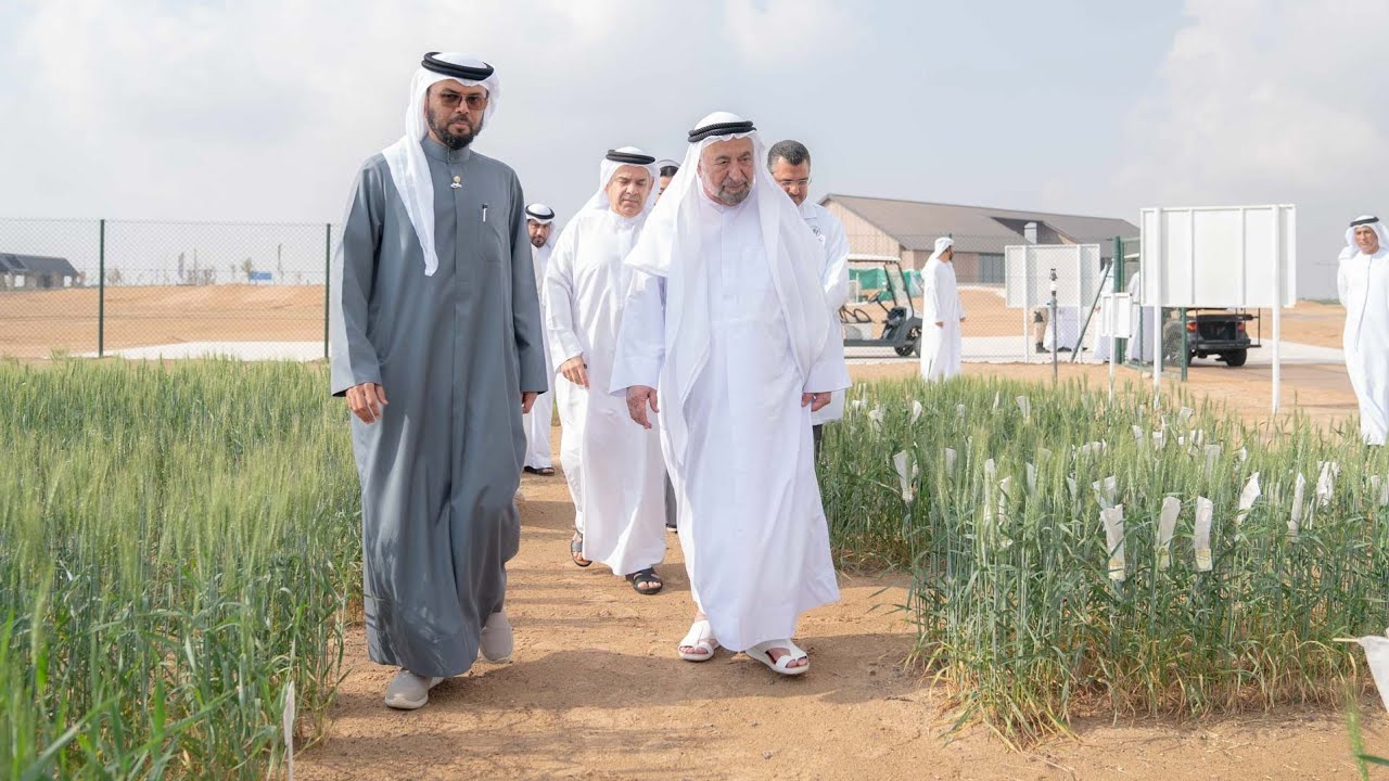 صاحب السمو حاكم الشارقة يشهد حصاد الموسم الثاني لمزرعة القمح بمليحة