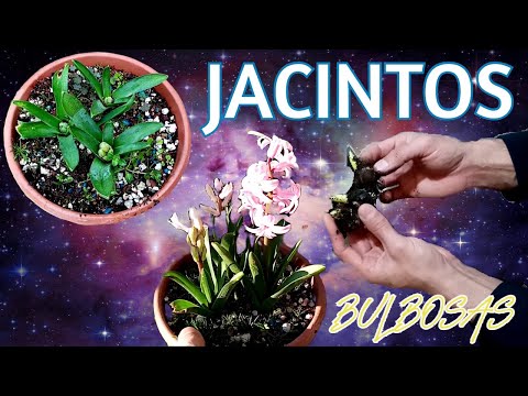 Video: Reproducción De Jacintos