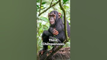Ape-ocalypse: 5 Mind-Blowing Ape Facts!