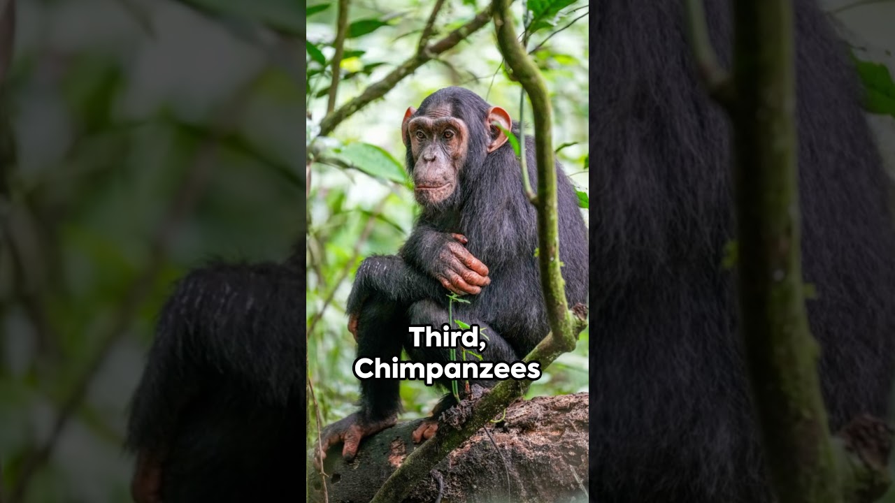 Ape-ocalypse: 5 Mind-Blowing Ape Facts!