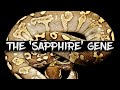 The BEST Untapped and Undiscovered Ball Python Gene!