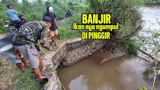 Download Lagu Gak disangka !! Saat sungai pada banjir,ikan ikan pada main dipinggiran  MP3