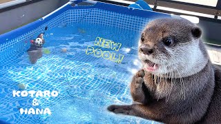 待ちに待った新しいプールに狂喜乱舞するカワウソ Otter So Excited About The New Pool
