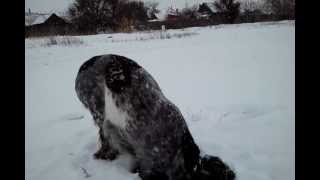 my crazy dog-vita)))) winter 2012.mp4