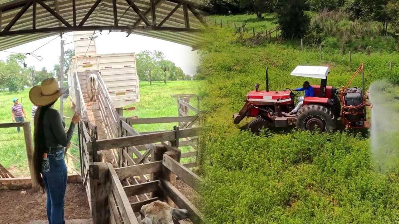 AGORA‼️ Embarcamos o bezerro FUJÃO|| começamos a PUVERIZAR as pastagens!