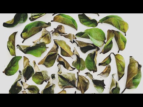 Video: Om welke redenen vallen ficusbladeren