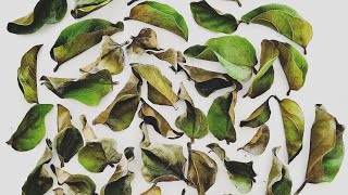 This is Why a New Ficus Drops Leaves