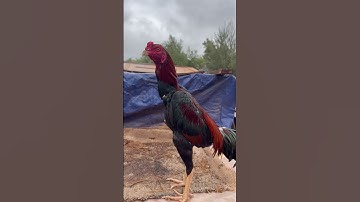 #thai rooster# qaib thai# chicken# birdshow